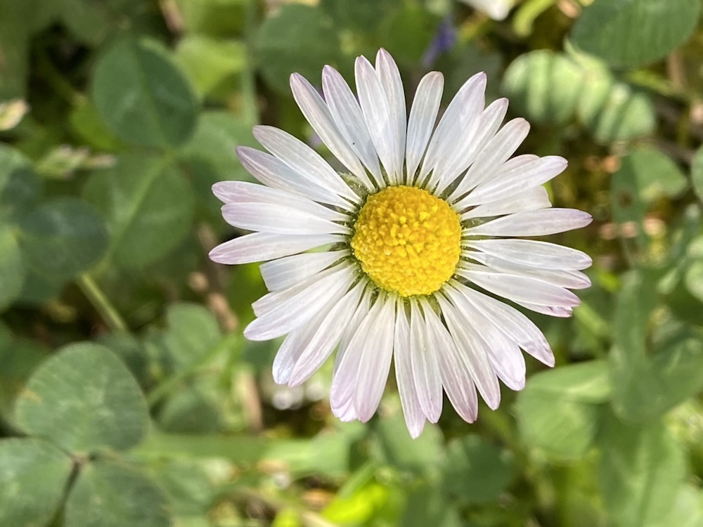 Das Gänseblümchen, ein bescheidener Tausendsasser